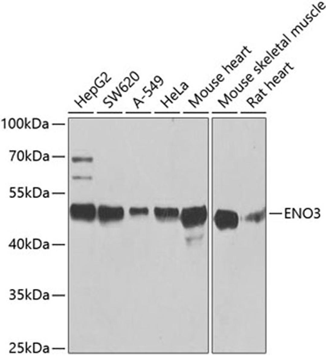 Western blot - ENO3 antibody (A3852)