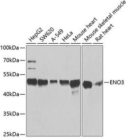 Western blot - ENO3 antibody (A3852)