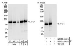 Western Blot: Apc4 Antibody [NB100-59824] - Detection of Human and Mouse APC4 on HeLa whole cell lysates using NB100-59824. APC4 was also immunoprecipitated by rabbit anti-APC4 antibody NB100-59823.