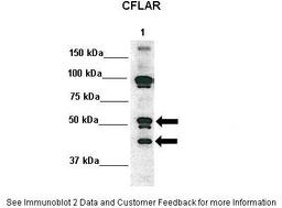 Antibody used in WB on Human 293T at: 1:1000.