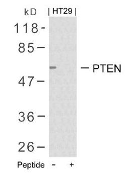 Western blot analysis of lysed extracts from HT29 cells using PTEN (Ab-380/382/383).