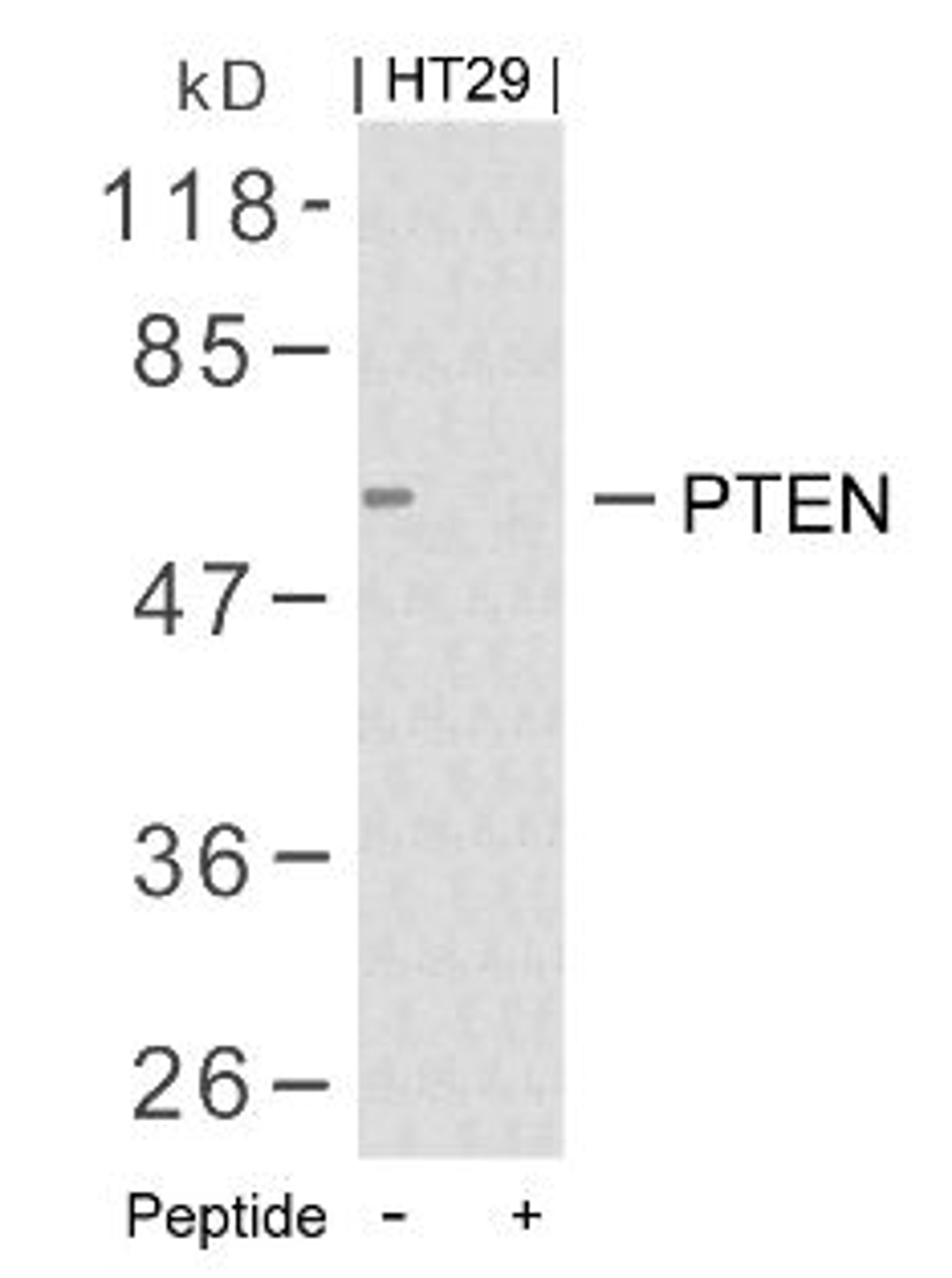 Western blot analysis of lysed extracts from HT29 cells using PTEN (Ab-380/382/383).