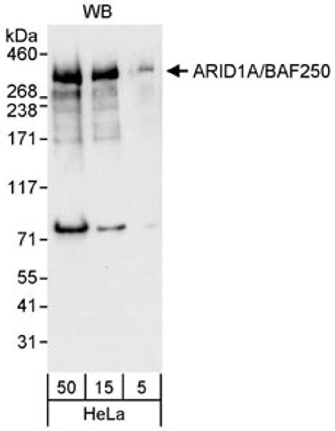 Detection of human ARID1A by western blot.