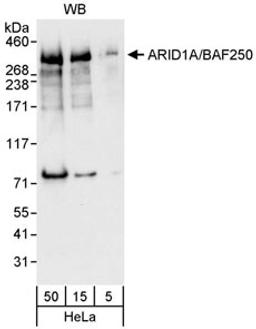 Detection of human ARID1A by western blot.