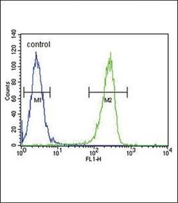 Flow cytometric analysis of A2058 cells using KIR2DS2 antibody (primary antibody dilution at: 1:10-50)