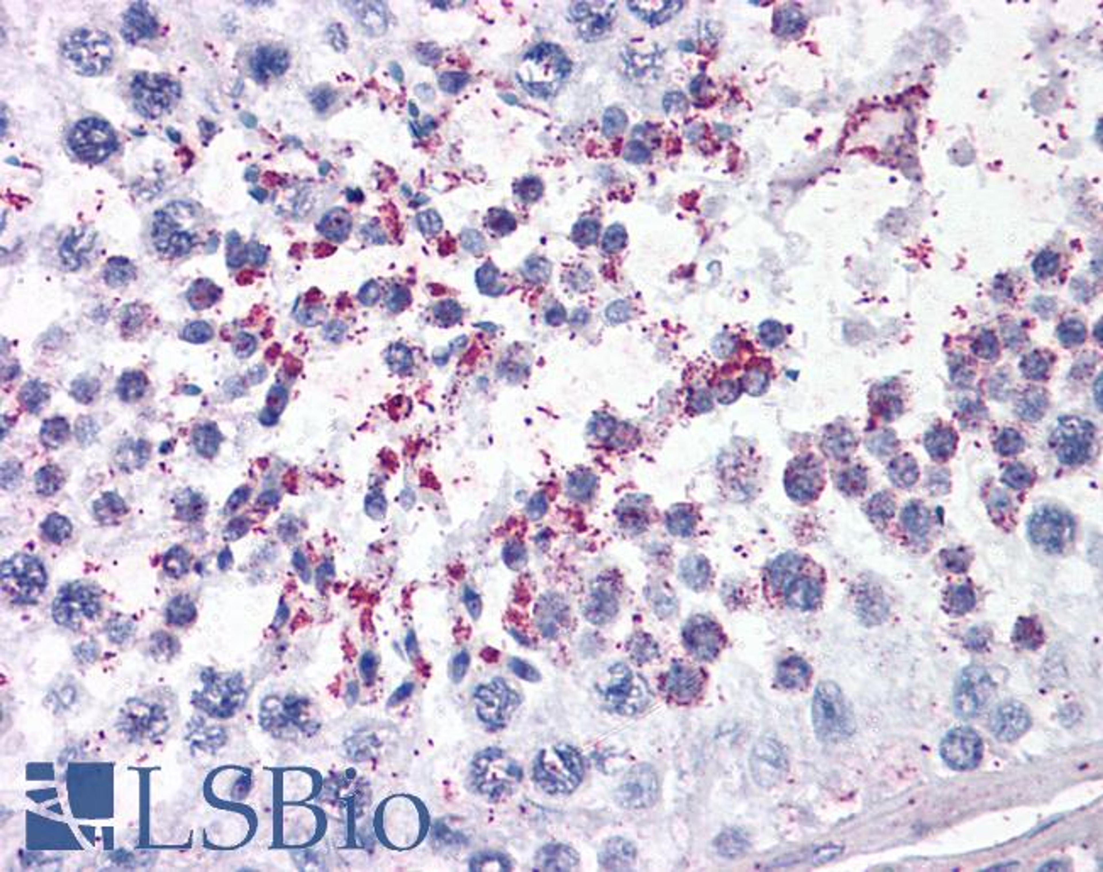 45-505 (3.5ug/ml) staining of paraffin embedded Human Testis. Steamed antigen retrieval with citrate buffer pH 6, AP-staining.