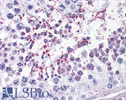 45-505 (3.5ug/ml) staining of paraffin embedded Human Testis. Steamed antigen retrieval with citrate buffer pH 6, AP-staining.