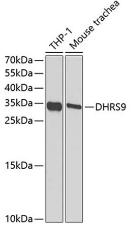 Western blot - DHRS9 antibody (A6324)