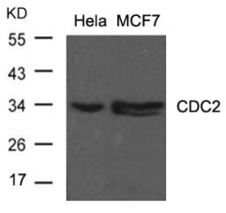 Western blot analysis of lysed extracts from HeLa and MCF cells using CDC2 (Ab-15).