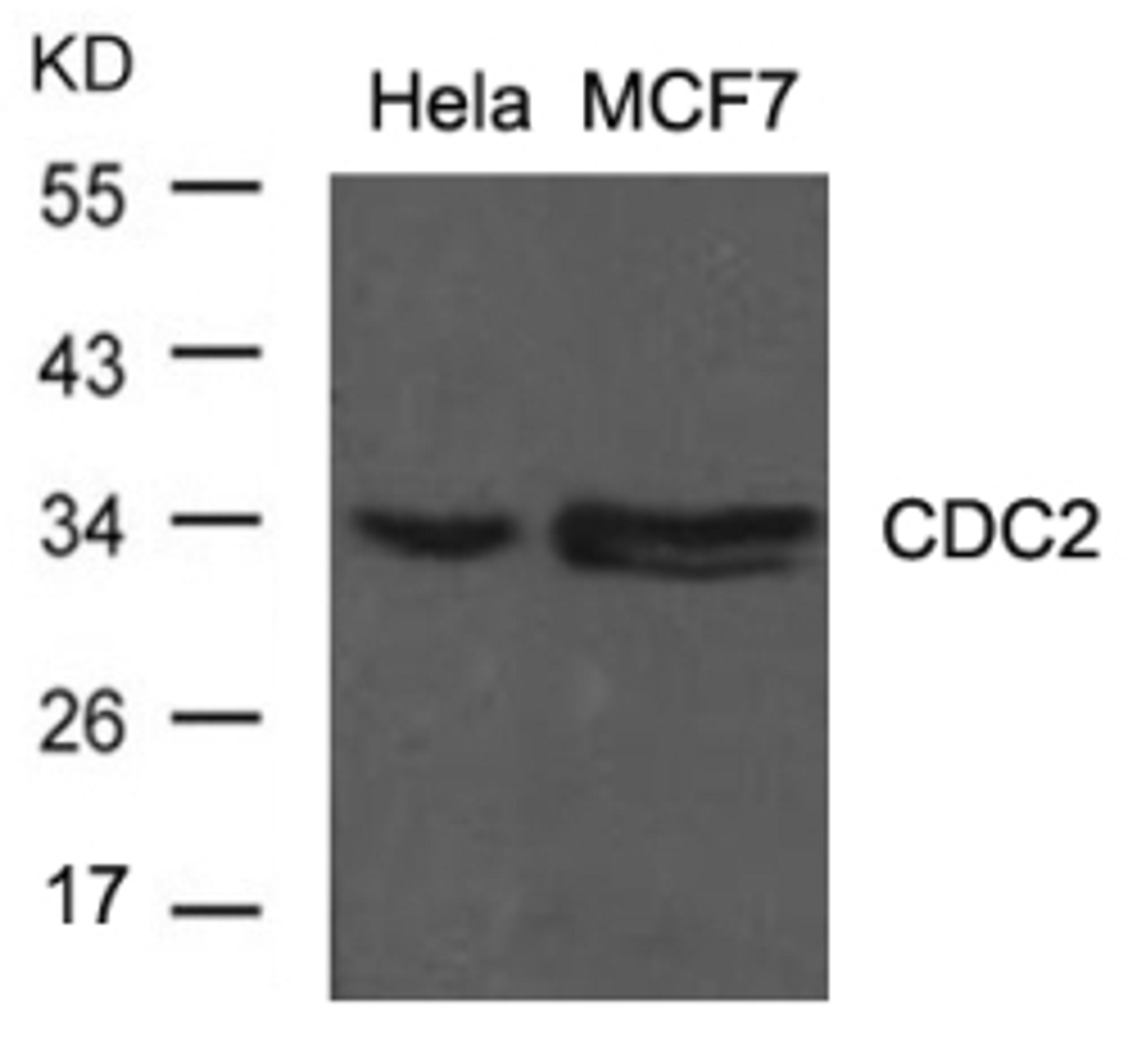 Western blot analysis of lysed extracts from HeLa and MCF cells using CDC2 (Ab-15).