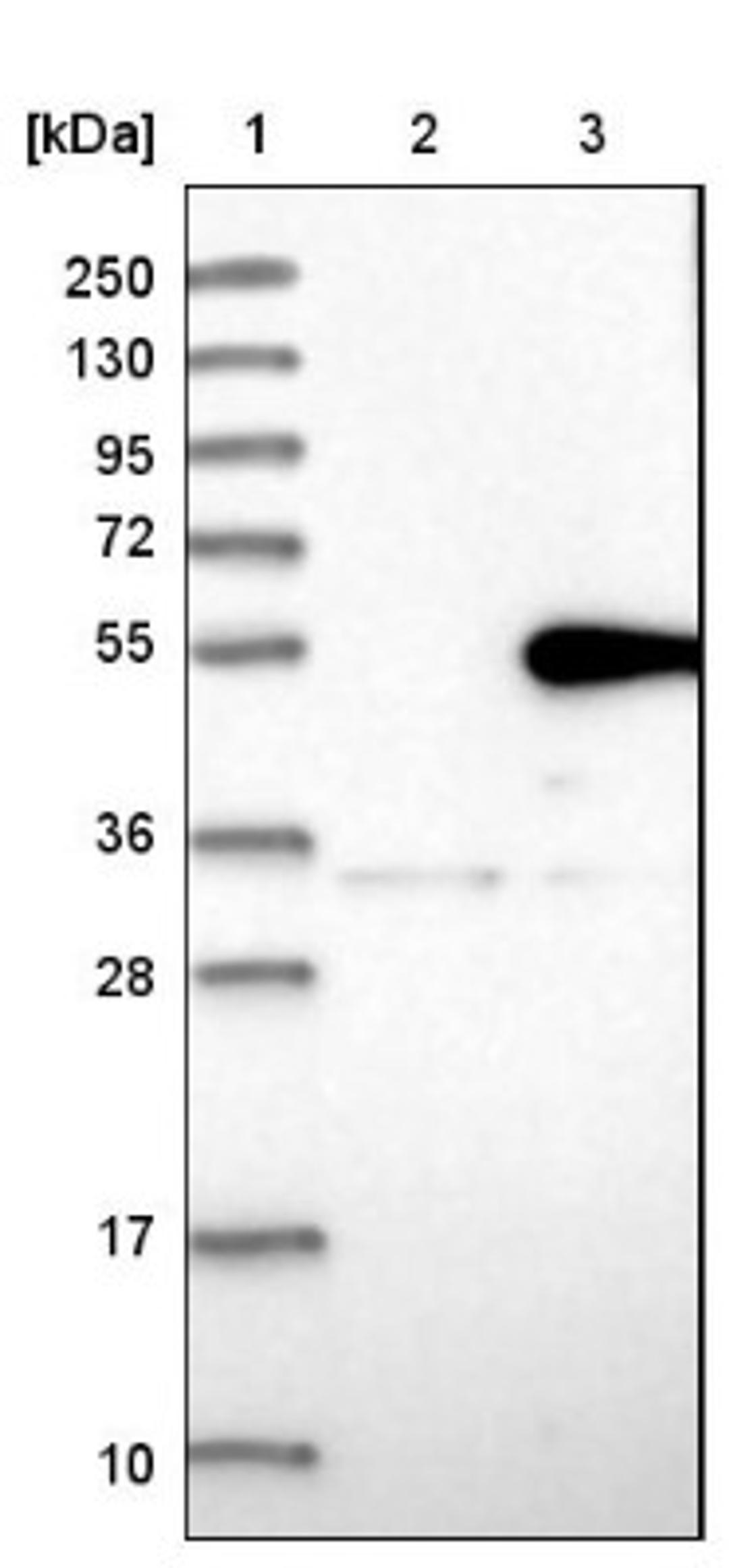 Western Blot: Metaxin 1 Antibody [NBP1-87741] - Lane 1: Marker [kDa] 250, 130, 95, 72, 55, 36, 28, 17, 10<br/>Lane 2: Negative control (vector only transfected HEK293T lysate)<br/>Lane 3: Over-expression lysate (Co-expressed with a C-terminal myc-DDK tag (~3.1 kDa) in mammalian HEK293T cells, LY404767)