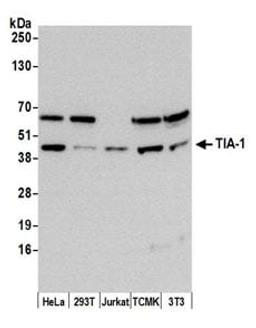 Detection of human and mouse TIA-1 by western blot.