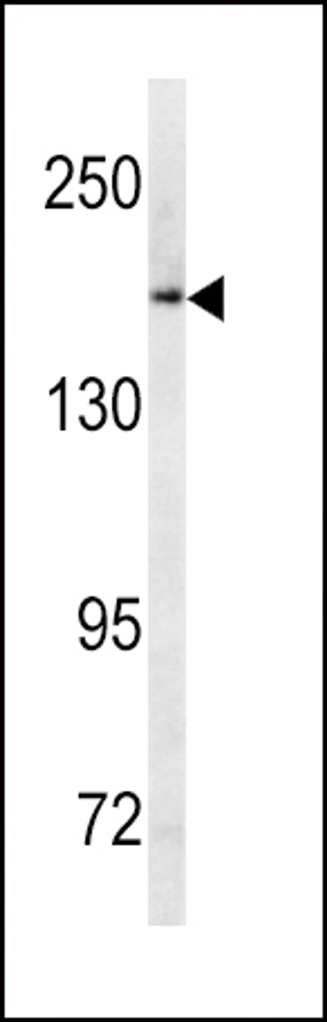 Western blot analysis of ABCC1 antibody in Ramos cell line lysates (35ug/lane)