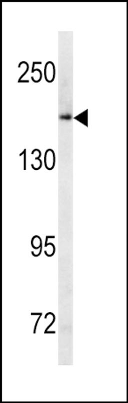 Western blot analysis of ABCC1 antibody in Ramos cell line lysates (35ug/lane)