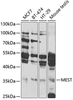 Western blot - MEST antibody (A6931)