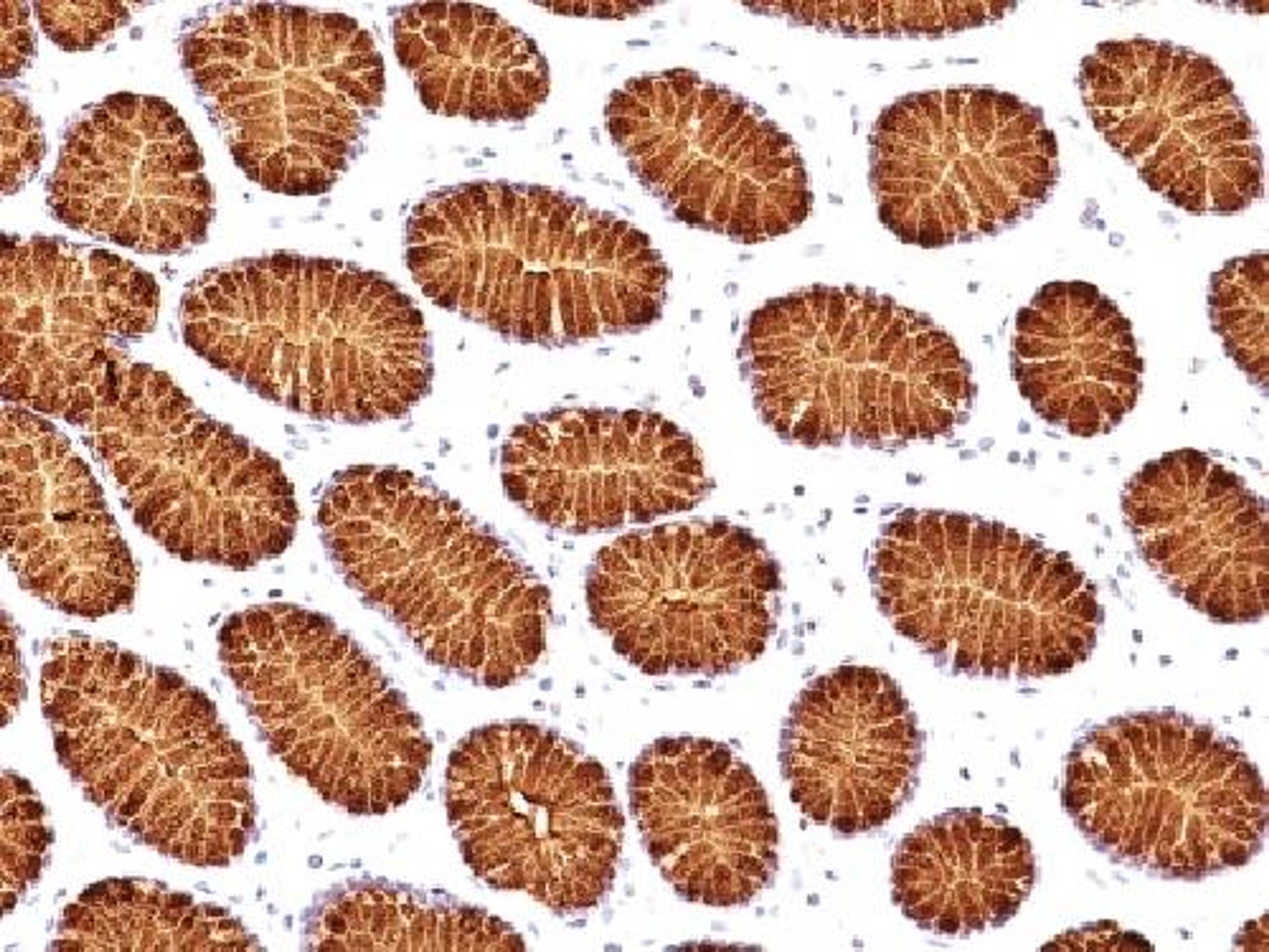 Immunohistochemical staining of human Stomach tissue using MUC5AC antibody