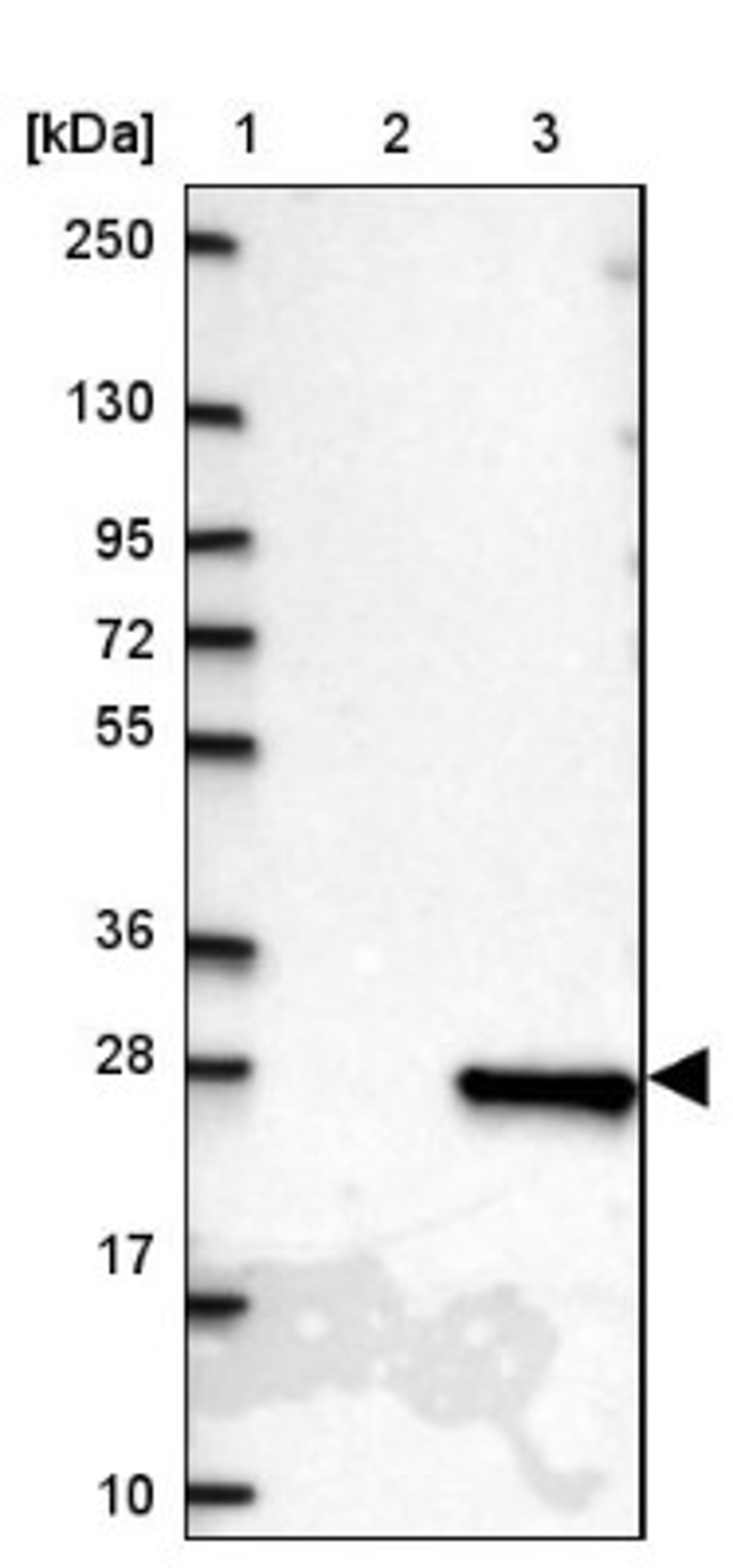 Western Blot: DR1 Antibody [NBP2-47480] - Lane 1: Marker [kDa] 250, 130, 95, 72, 55, 36, 28, 17, 10.  Lane 2: Negative control (vector only transfected HEK293T lysate).  Lane 3: Over-expression lysate (Co-expressed with a C-terminal myc-DDK tag (3.1 kDa) in mammalian HEK293T cells).