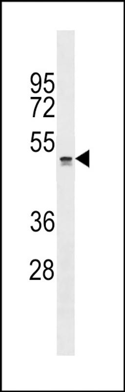 Western blot analysis in NCI-H460 cell line lysates (35ug/lane).