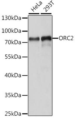 Western blot - ORC2 antibody (A15697)