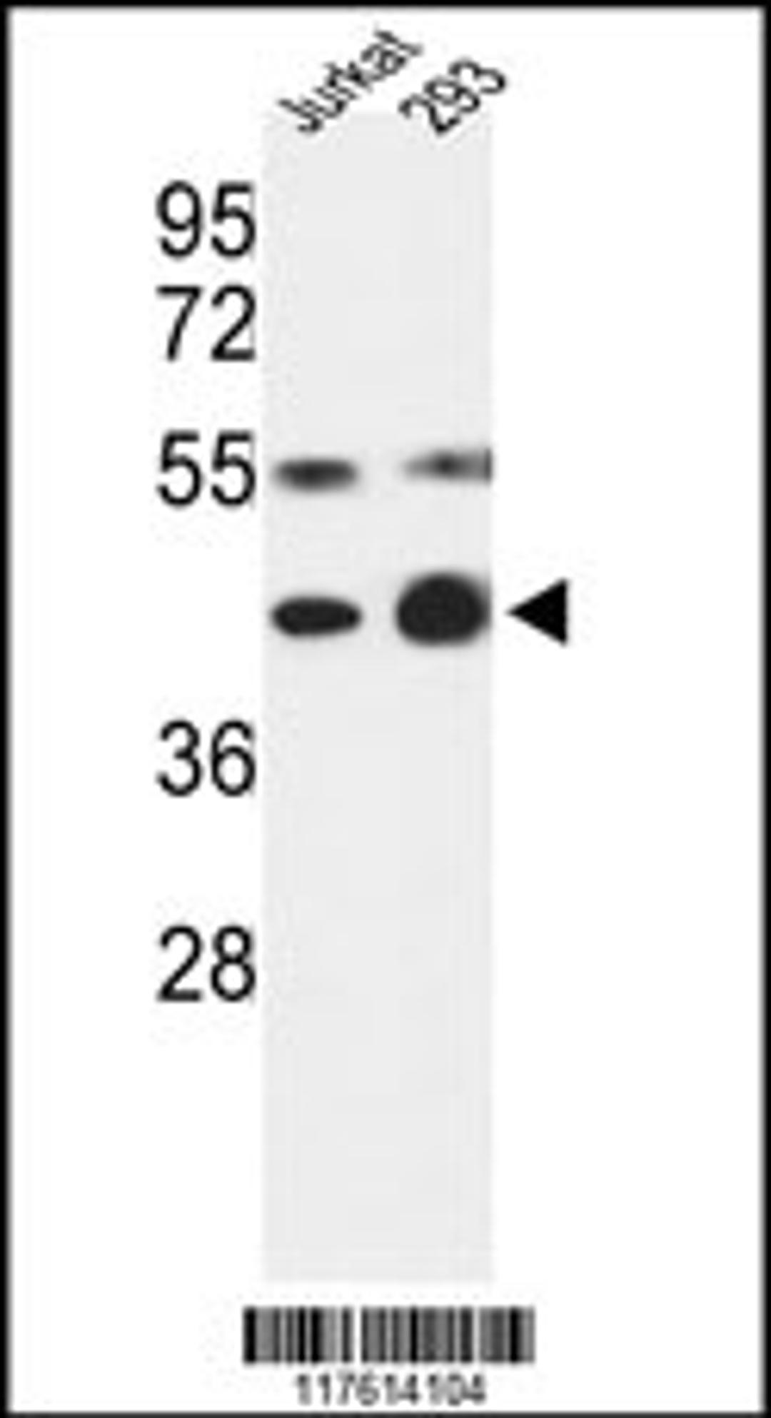 Western blot analysis of COPS3 Antibody in Jurkat, 293 cell line lysates (35ug/lane)