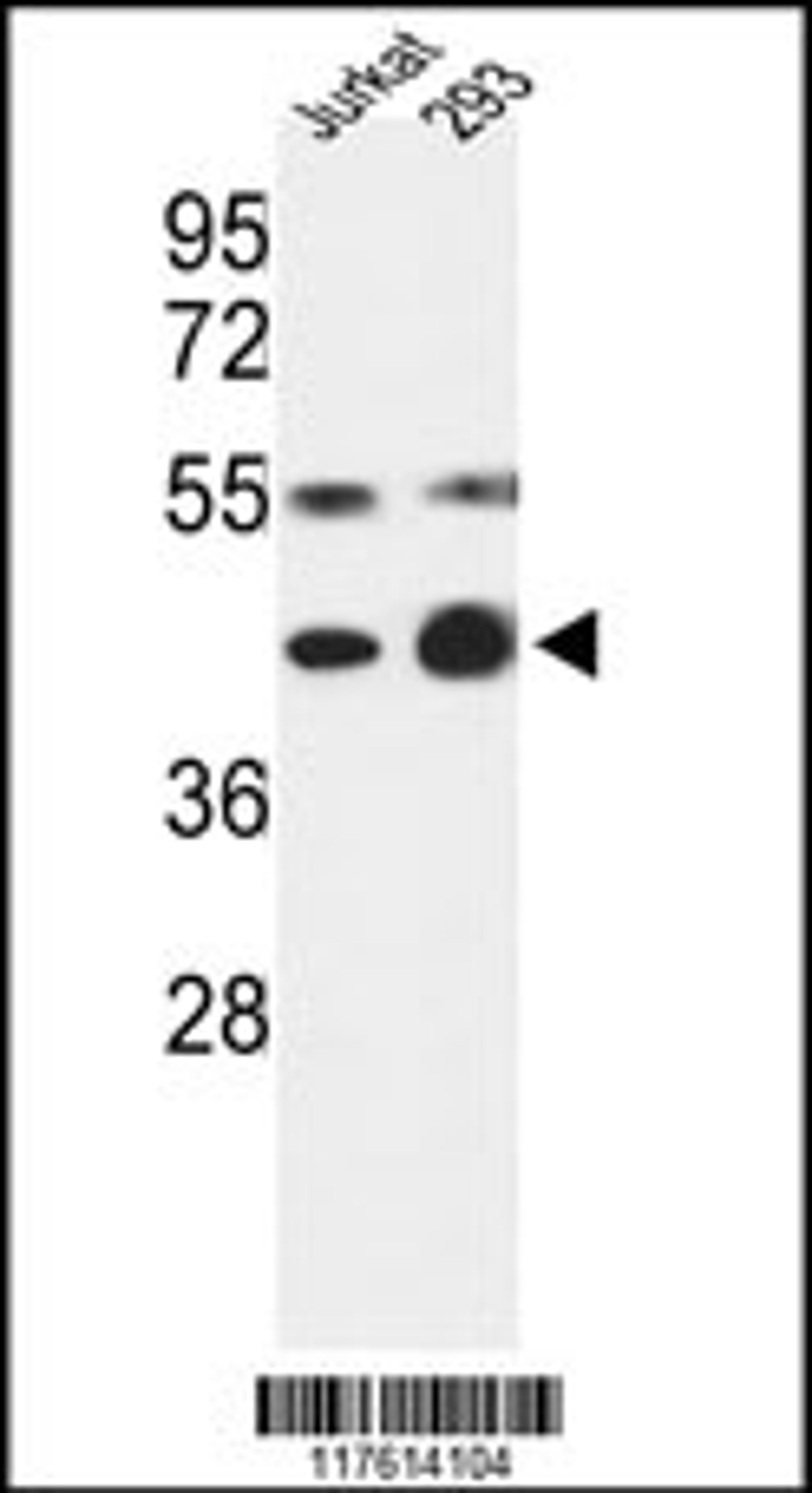 Western blot analysis of COPS3 Antibody in Jurkat, 293 cell line lysates (35ug/lane)