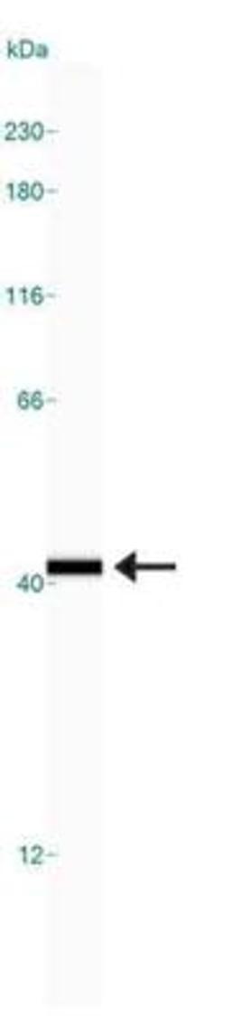 Simple Western: GAPDH Antibody (6C5) [NB600-502] - Simple Western lane view shows a specific band for GAPDH in 0.5 mg/ml of HeLa lysate.  This experiment was performed under reducing conditions using the 12-230 kDa separation system.