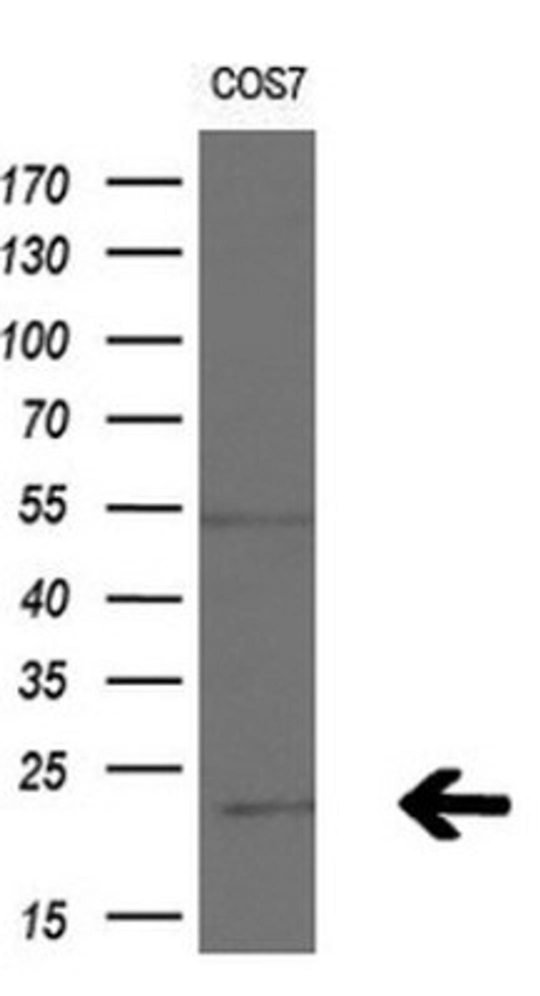 Western Blot: Apc11 Antibody (3F5) [NBP2-45493] - Analysis of extracts (10ug) from COS7 cell line.