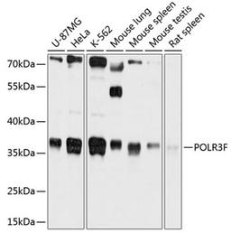 Western blot - POLR3F antibody (A12224)