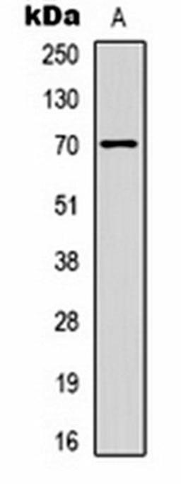 Western blot analysis of  Hela (Lane1) whole cell lysates using PGHS-2 antibody