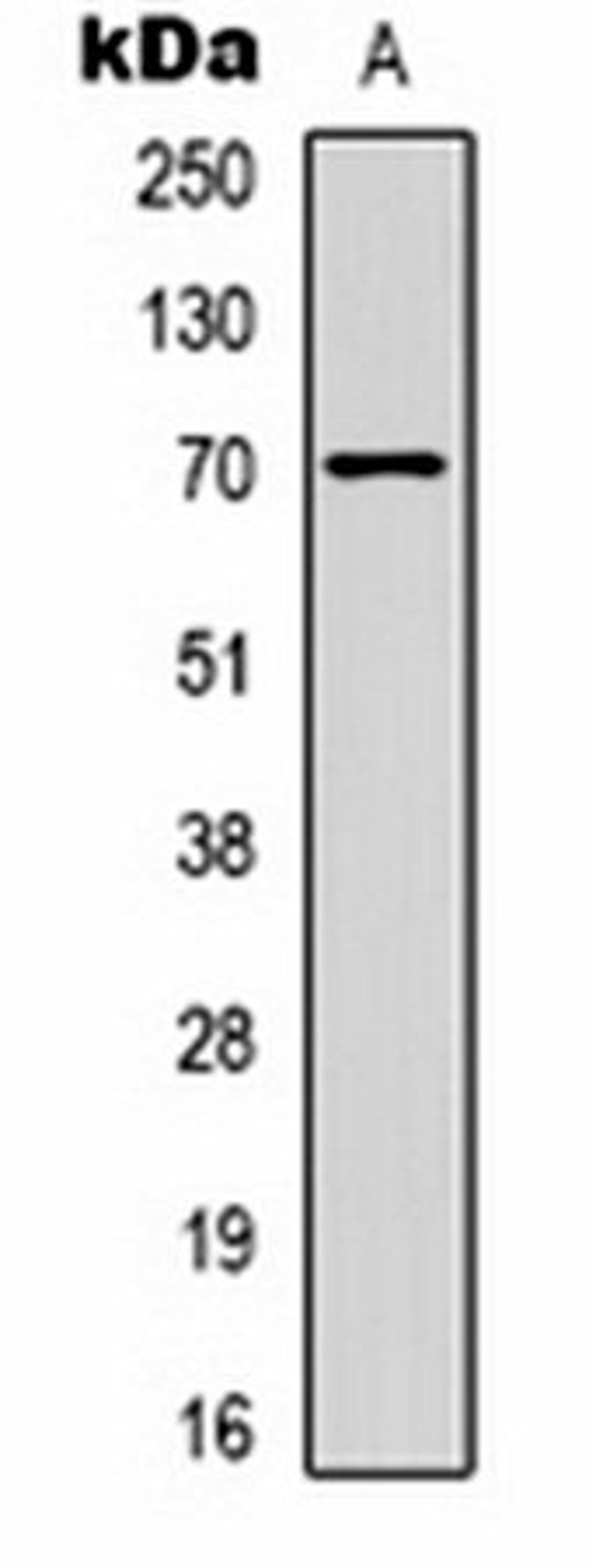 Western blot analysis of  Hela (Lane1) whole cell lysates using PGHS-2 antibody