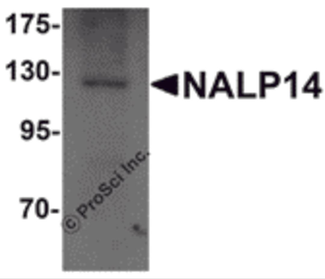 Western blot analysis of NALP14 in rat brain tissue lysate with NALP14 antibody at 1 μg/mL.