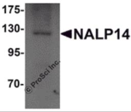 Western blot analysis of NALP14 in rat brain tissue lysate with NALP14 antibody at 1 μg/mL.