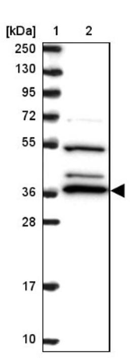 Western Blot: BPNT1 Antibody [NBP2-14359] - Lane 1: Marker [kDa] 250, 130, 95, 72, 55, 36, 28, 17, 10<br/>Lane 2: Human cell line RT-4