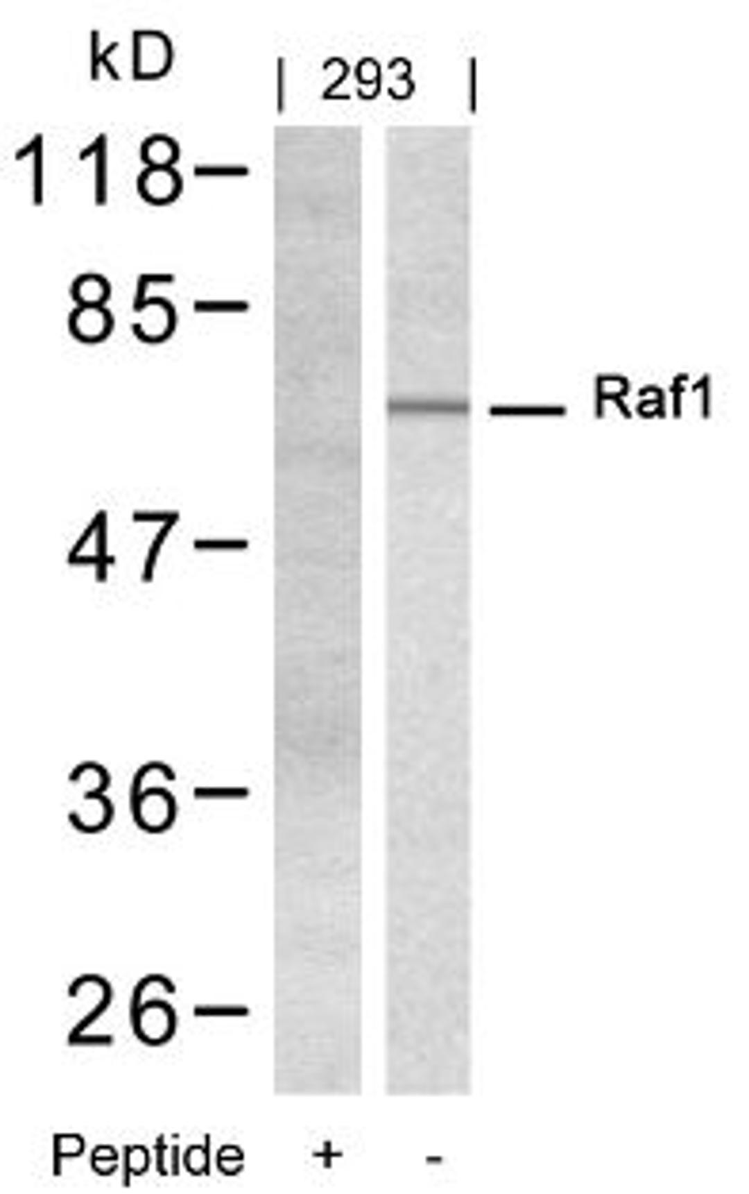 Western blot analysis of lysed extracts from 293 cells using Raf1 (Ab-338).