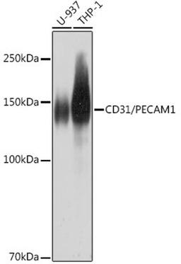 Western blot - CD31/PECAM1 antibody (A18643)