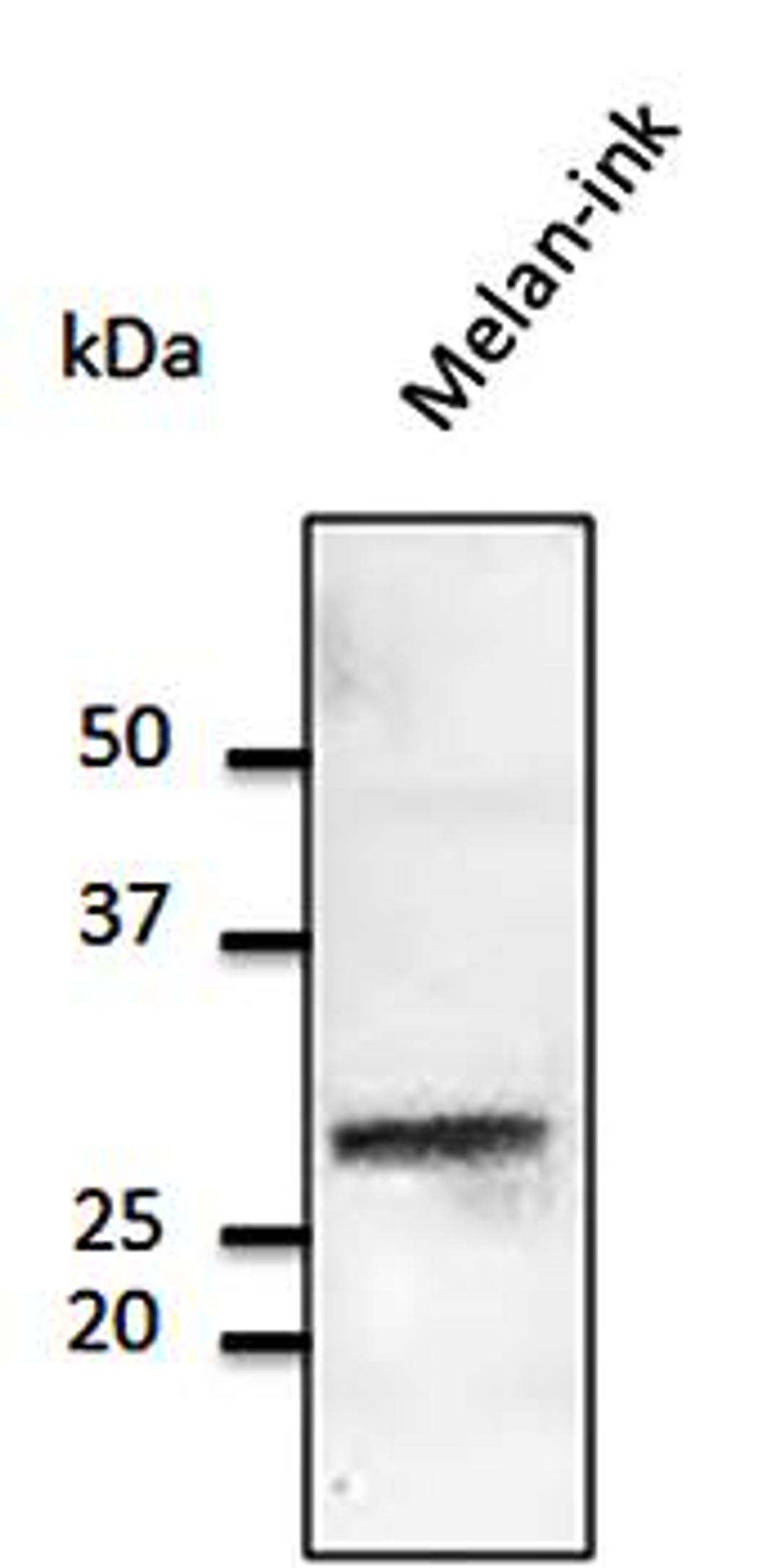 Western blot analysis of Melan-ink cell lysate using Rab32 antibody