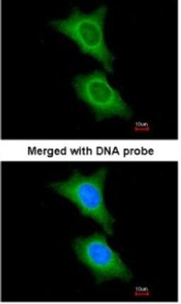 Immunocytochemistry/Immunofluorescence: 11 Beta HSD1 Antibody [NBP1-32027] - Paraformaldehyde-fixed HeLa, using antibody at 1:200 dilution.