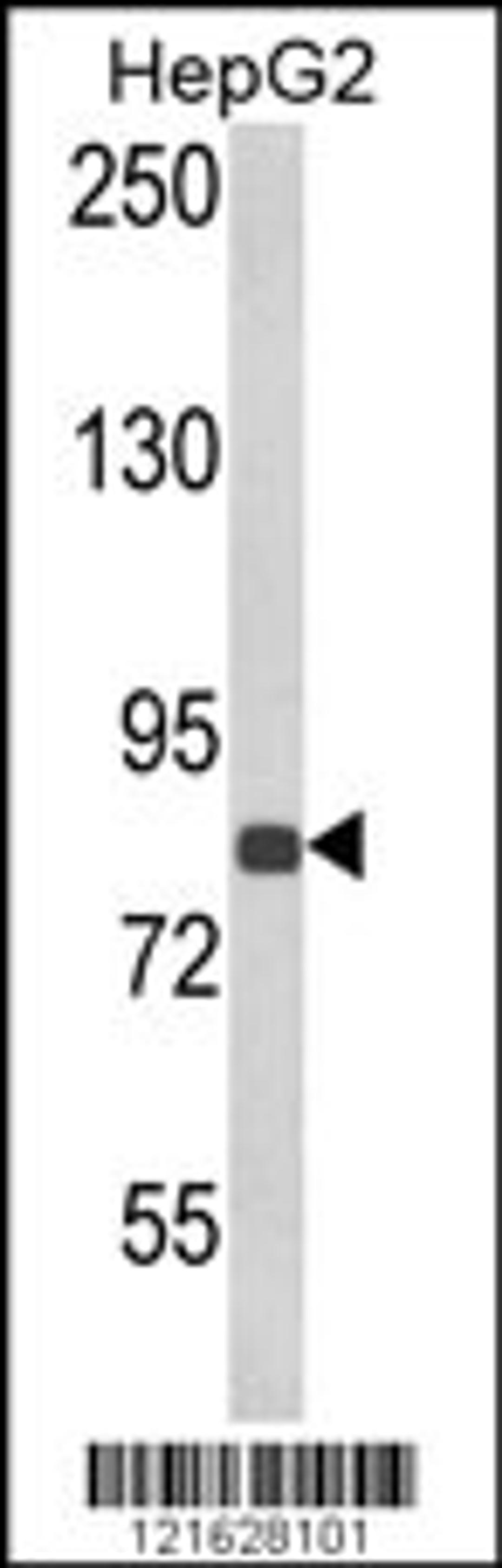 Western blot analysis of ECE1 Antibody in HepG2 cell line lysates (35ug/lane)