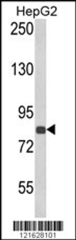 Western blot analysis of ECE1 Antibody in HepG2 cell line lysates (35ug/lane)