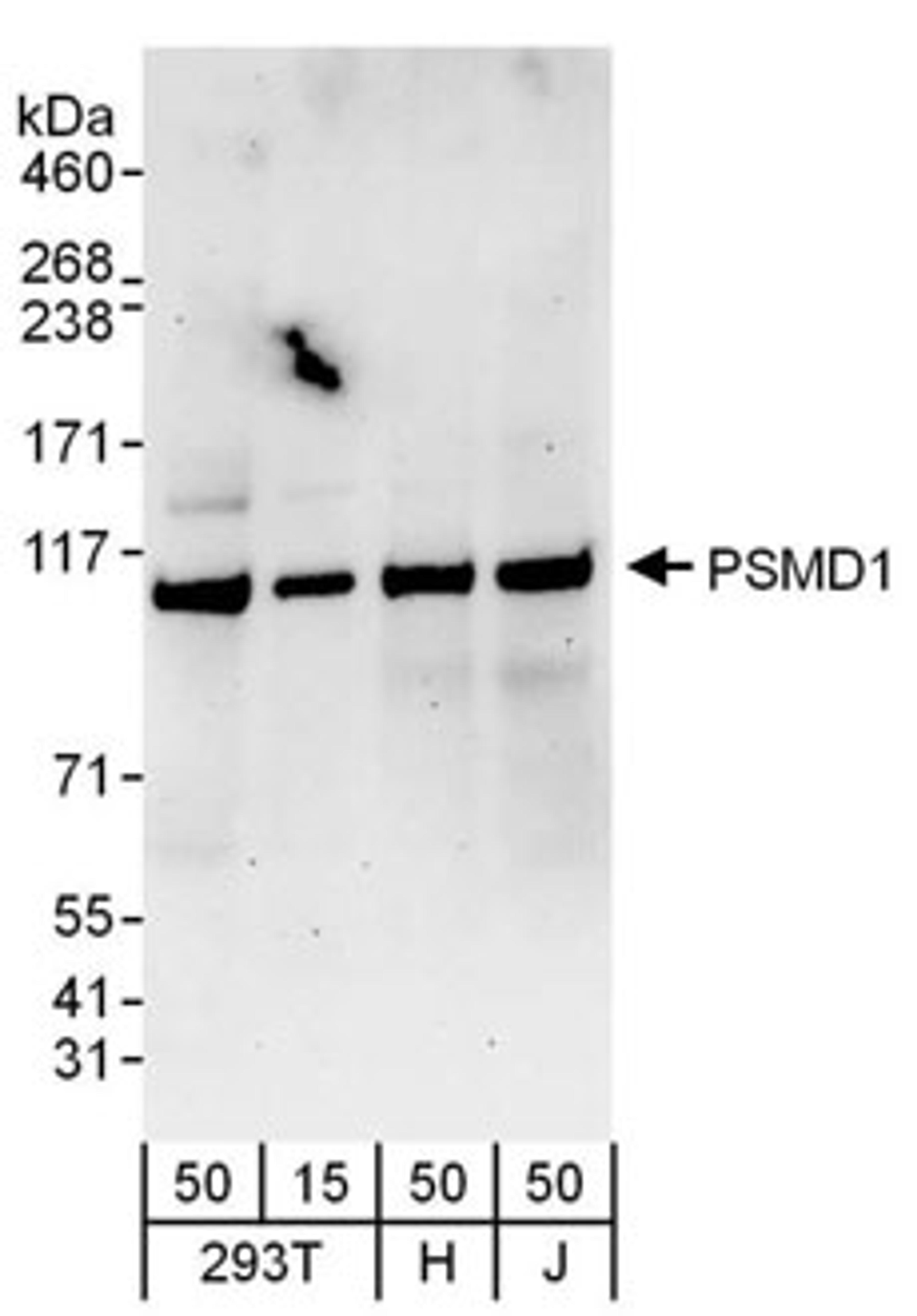 Detection of human PSMD1 by western blot.