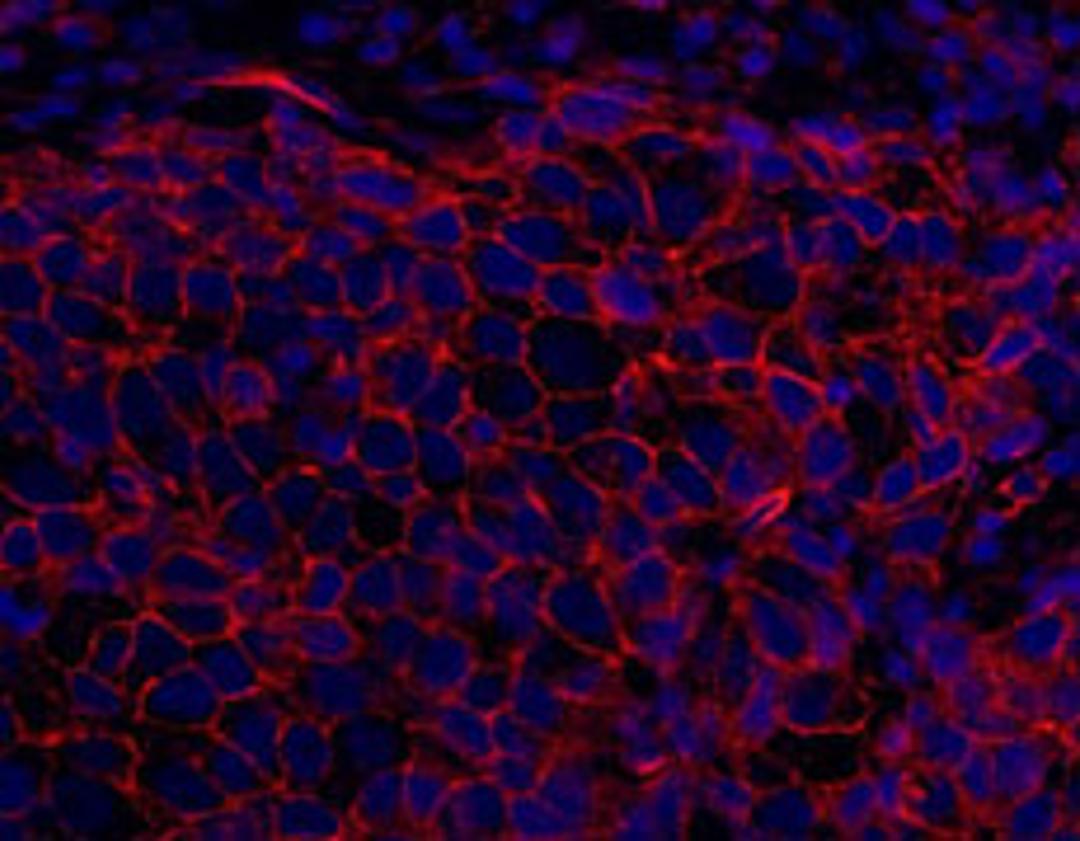 Detection of human SPTAN1/Alpha II-Spectrin by immunohistochemistry.