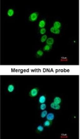 Immunocytochemistry/Immunofluorescence: RASAL1 Antibody [NBP1-32776] - Paraformaldehyde-fixed A549, using antibody at 1:200 dilution.