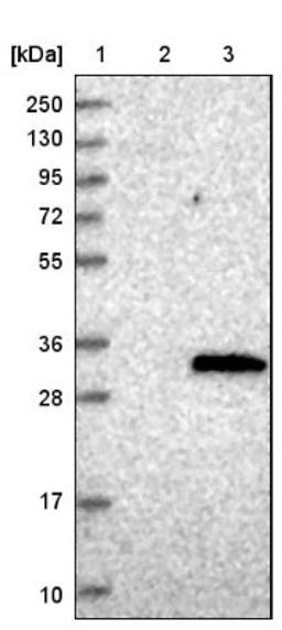 Western Blot: DCUN1D1 Antibody [NBP1-85275] - Lane 1: Marker [kDa] 250, 130, 95, 72, 55, 36, 28, 17, 10<br/>Lane 2: Negative control (vector only transfected HEK293T lysate)<br/>Lane 3: Over-expression lysate (Co-expressed with a C-terminal myc-DDK tag (~3.1 kDa) in mammalian HEK293T cells, LY402796)