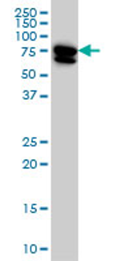 Western blot analysis of MTMR2 expression in HeLa using Mouse anti Human MTMR2:Azide Free (MCA3595Z)