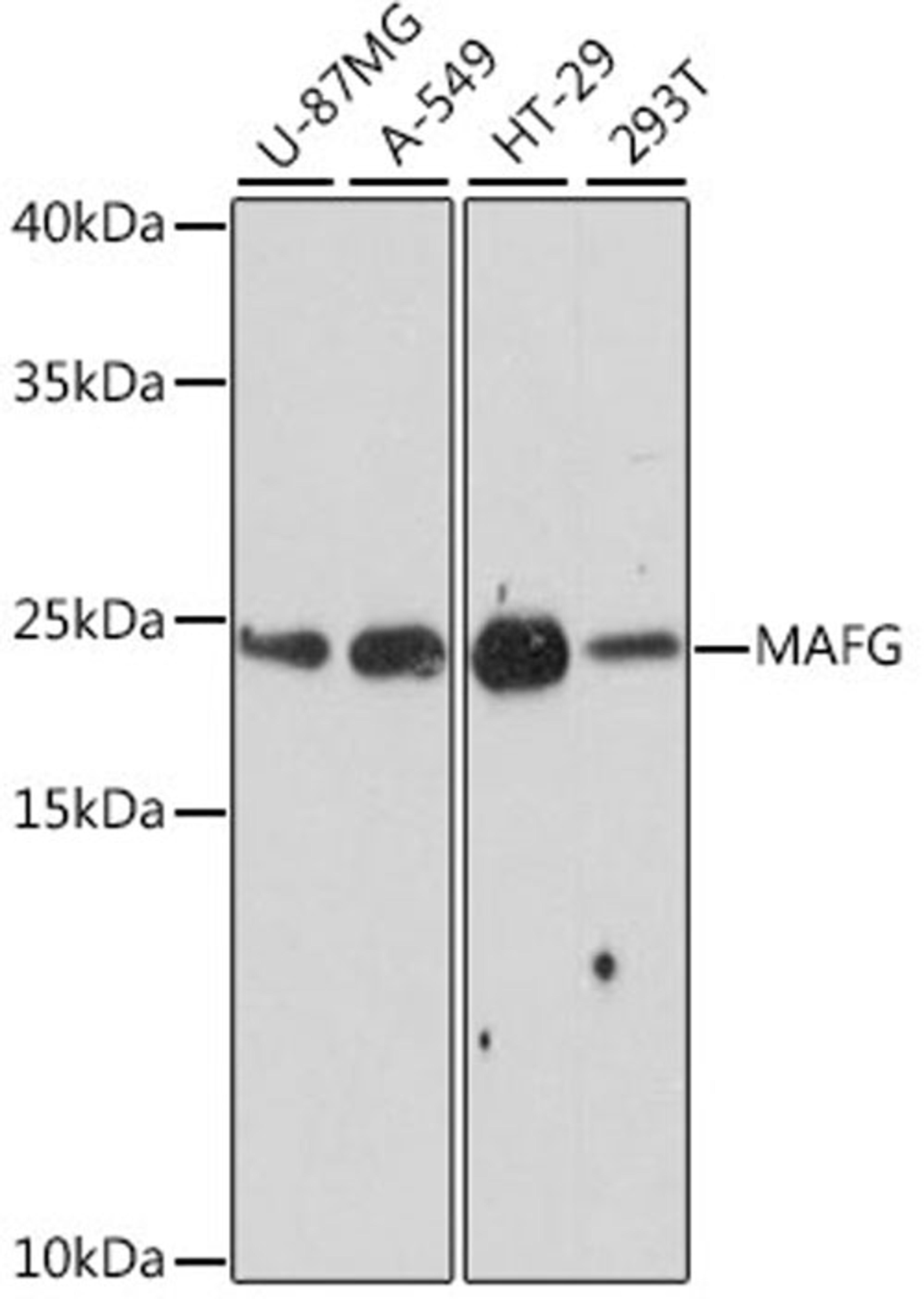 Western blot - MAFG antibody (A16056)