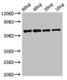 Western blot analysis of Recombinant protein using FSIP2 antibody