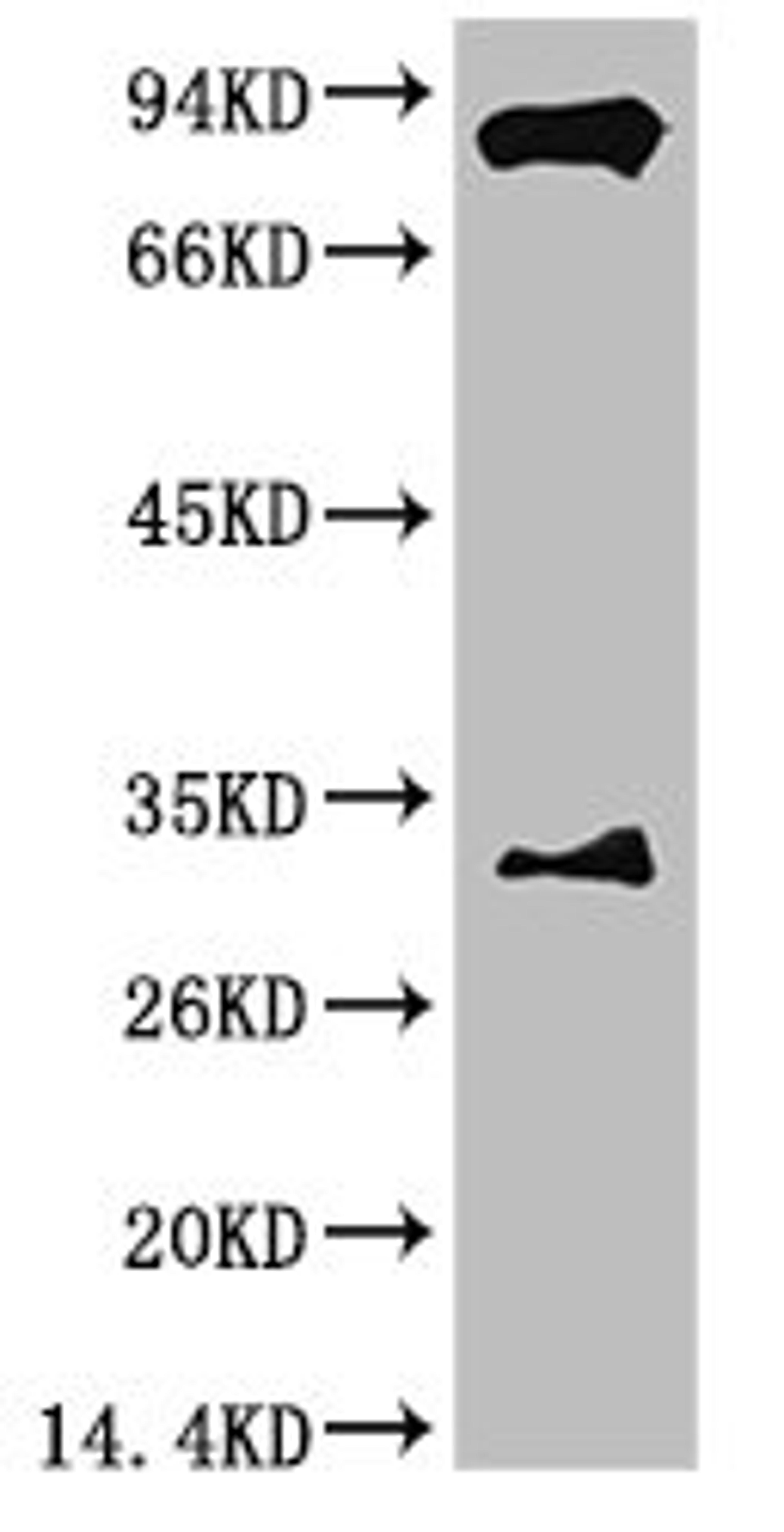 Western blot analysis of Mouse Brain Tissue with HIF-1 β/ARNT Mouse mAb diluted at 1:2,000.