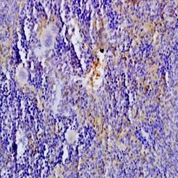 Immunohistochemical analysis of formalin-fixed and paraffin embedded rat spleen tissue (dilution at:1:200) using 5-HTT antibody