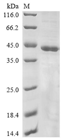 (Tris-Glycine gel) Discontinuous SDS-PAGE (reduced) with 5% enrichment gel and 15% separation gel.