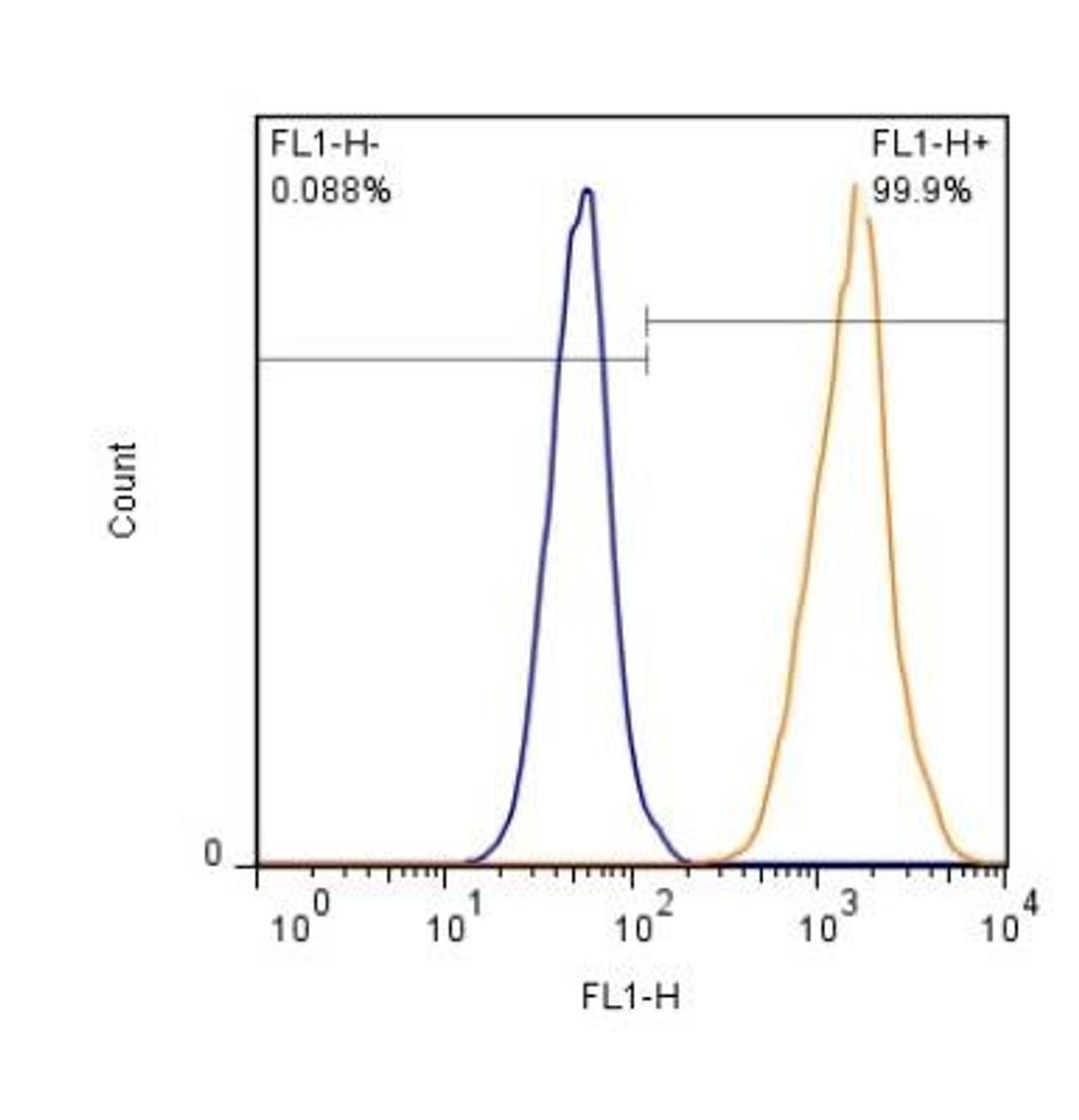 Flow (Intracellular): EAAT1/GLAST-1/SLC1A3 Antibody [NB100-1869] - Analysis using the Alexa Fluor 488 conjugate of NB100-1869. Detection of HEK293 cells (1 x 10^6 cells/ml) with EAAT-1 antibody (orange) stained at a dilution of 1:500. Shown with rIgG (AF488) isotype control (blue).